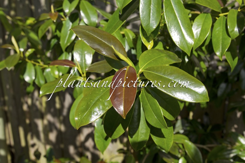Magnolia nitida