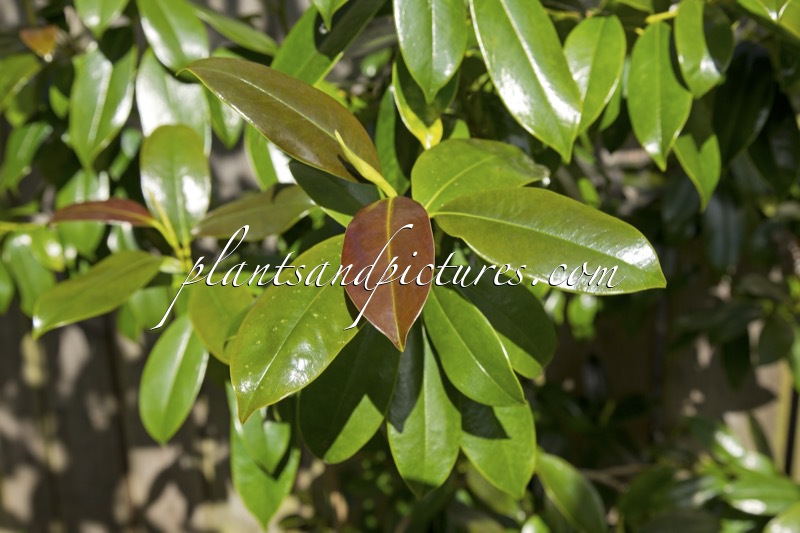 Magnolia nitida