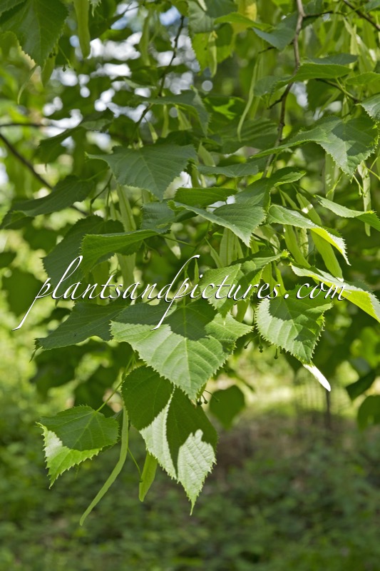 Tilia caucasica