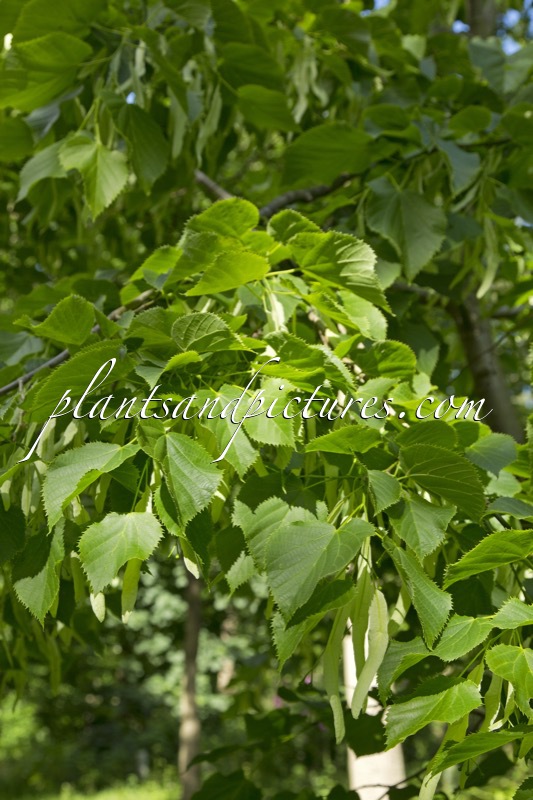 Tilia caucasica