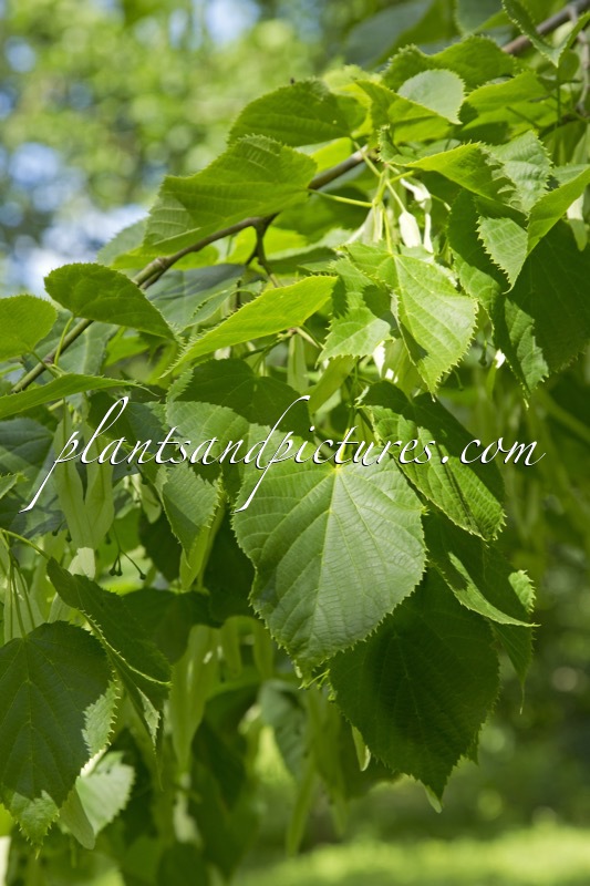 Tilia caucasica