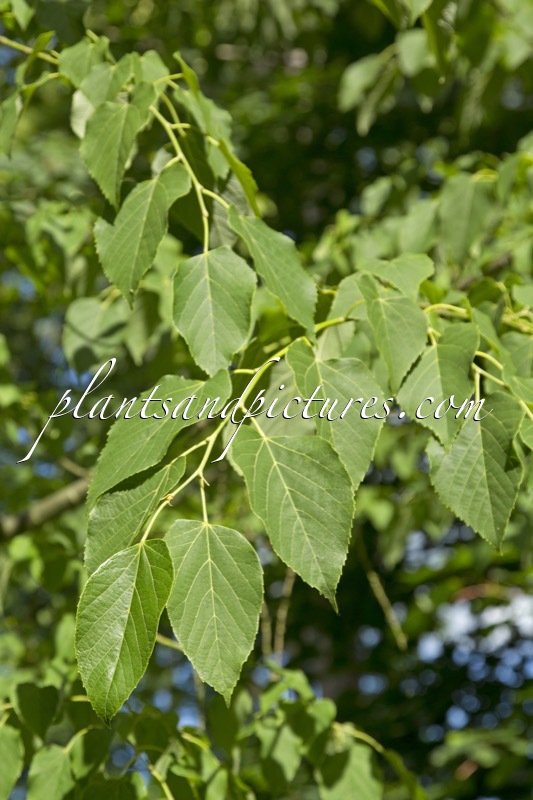 Tilia tuan var. chenmoui