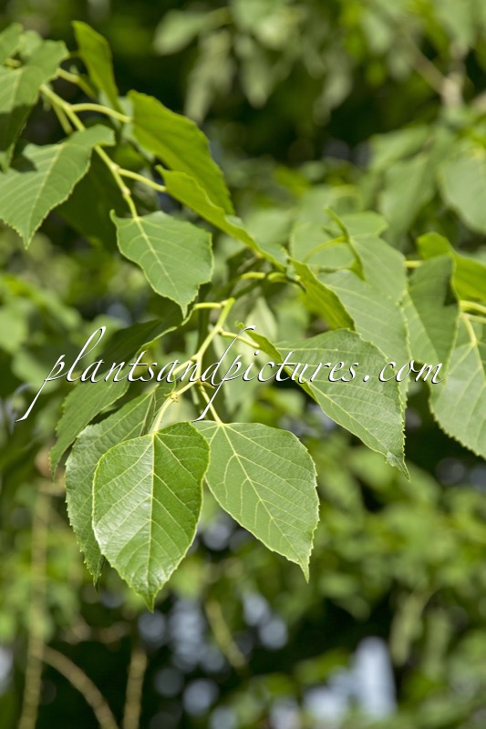 Tilia tuan var. chenmoui