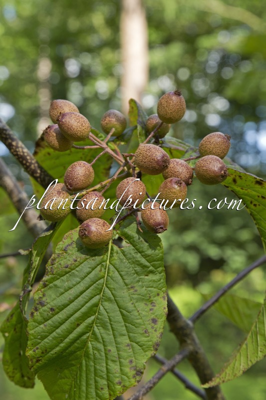 Sorbus megalocarpa