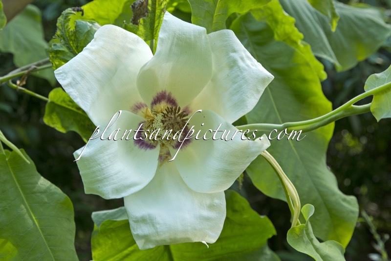 Magnolia macrophylla