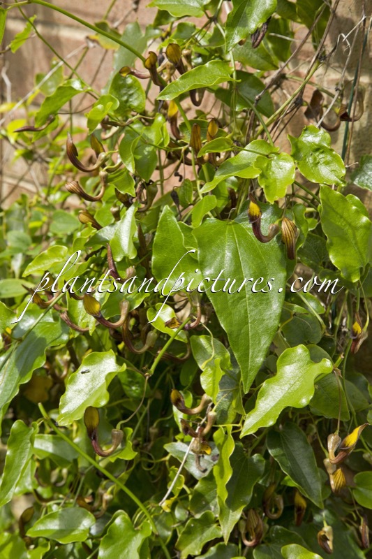 Aristolochia sempervirens