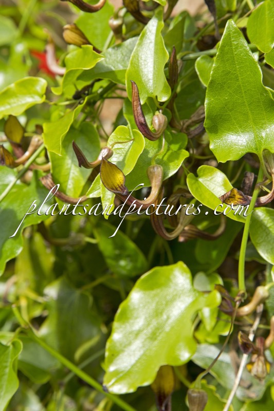 Aristolochia sempervirens
