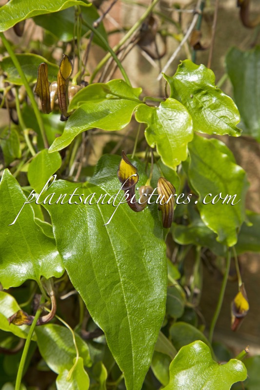Aristolochia sempervirens