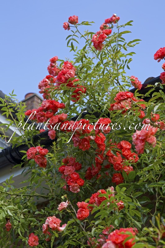 Rosa ‘Margo Koster’