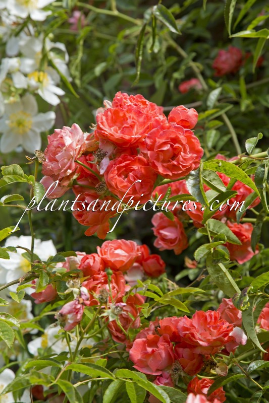 Rosa ‘Margo Koster’