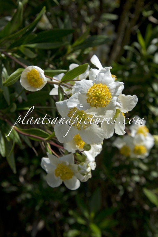 Carpenteria californica