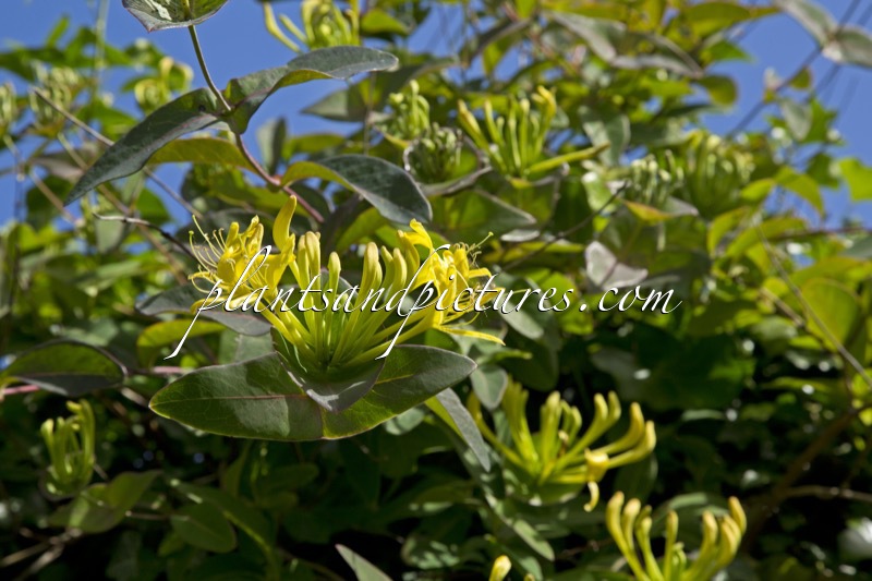 Lonicera tragophylla
