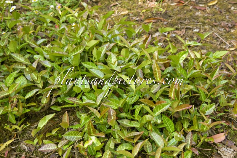 Trachelospermum asiaticum ‘Nan King’