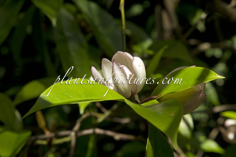 Magnolia ‘Jack Fogg’
