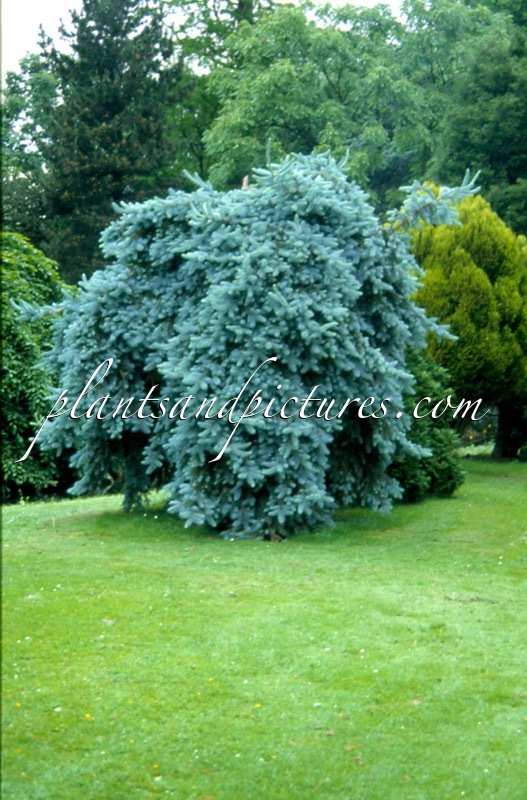 Picea pungens ‘Glauca Pendula’