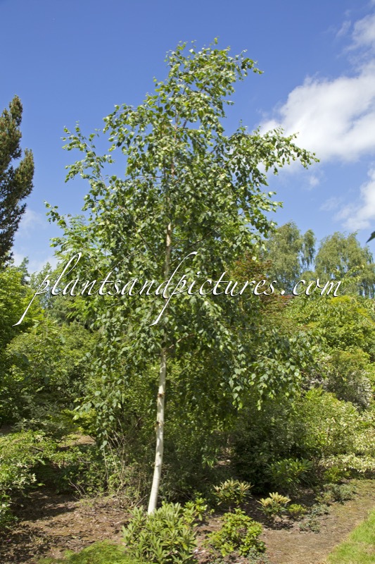 Betula ermanii ‘Polar Bear’