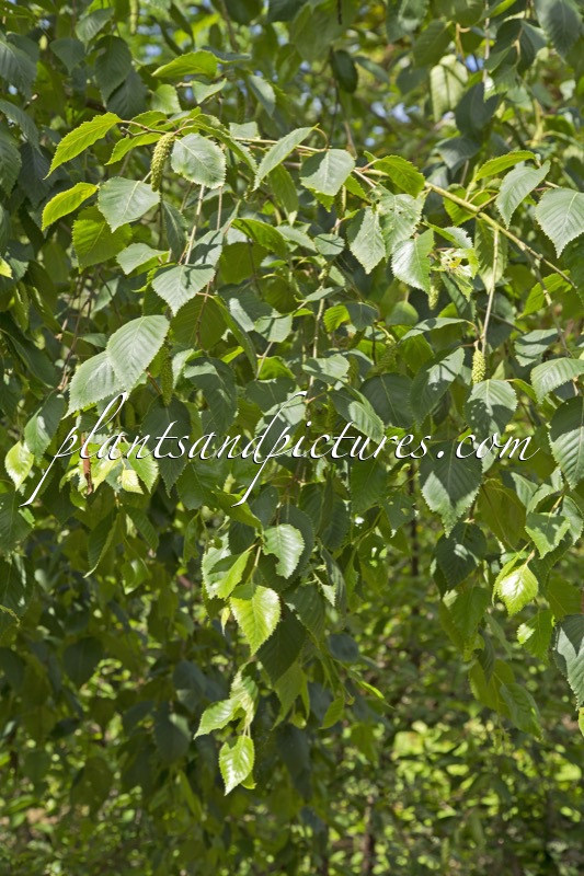 Betula ermanii ‘Polar Bear’