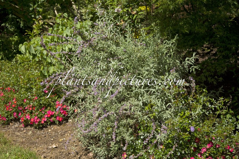 Buddleja alternifolia ‘Argentea’