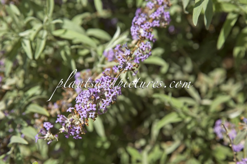 Buddleja alternifolia ‘Argentea’