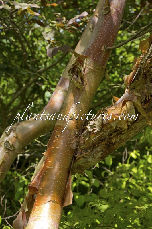 Betula albosinensis ‘China Ruby’