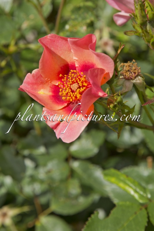 Rosa ‘Cheweyesup’ (FOR YOUR EYES ONLY)