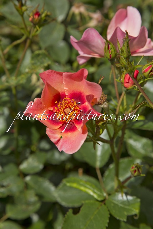 Rosa ‘Cheweyesup’ (FOR YOUR EYES ONLY)