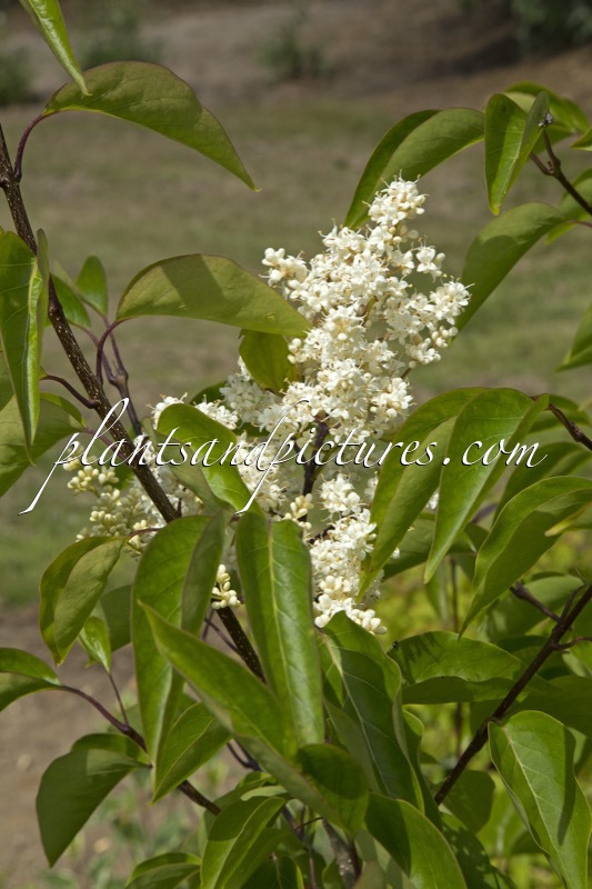 Syringa reticulata ‘Ivory Silk’