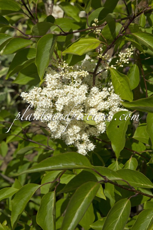 Syringa reticulata ‘Ivory Silk’