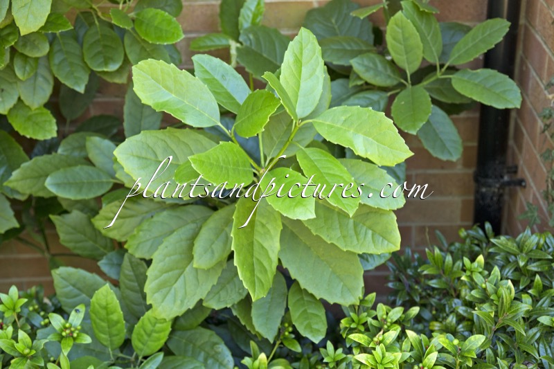 Aucuba chinensis