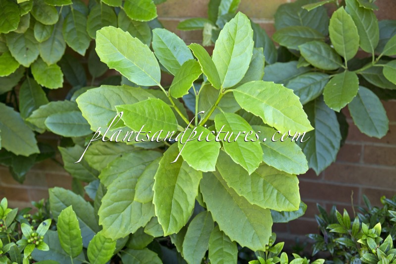 Aucuba chinensis