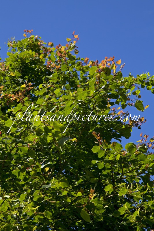 Tilia cordata ‘Dainty Leaf’