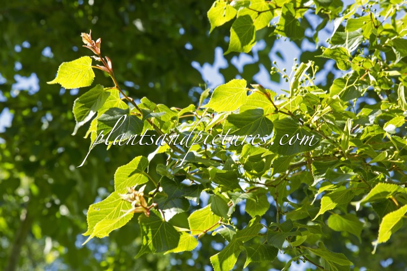 Tilia cordata ‘Dainty Leaf’