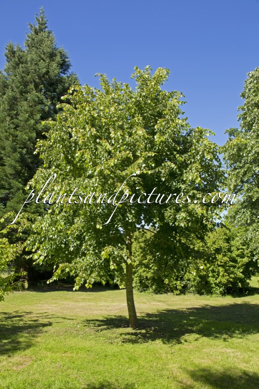 Tilia paucicostata