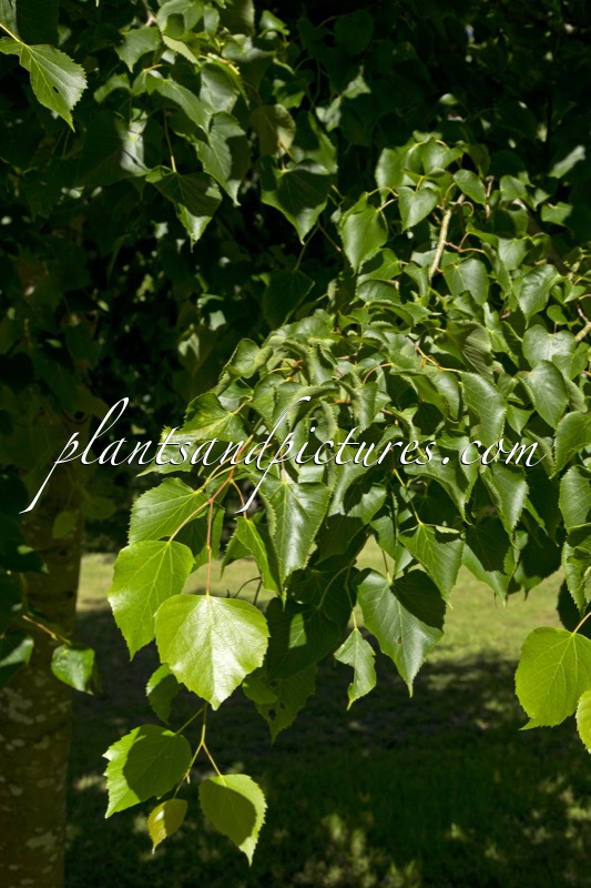 Tilia paucicostata