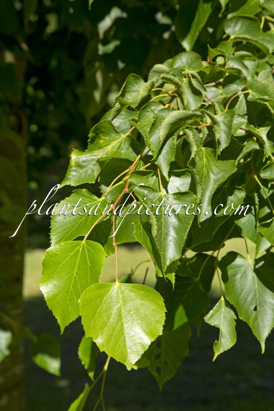 Tilia paucicostata