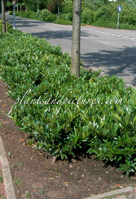 Prunus laurocerasus ‘Otto Luyken’