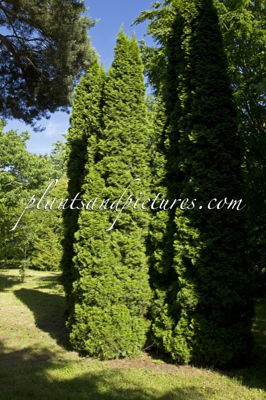 Thuja occidentalis ‘Smaragd’