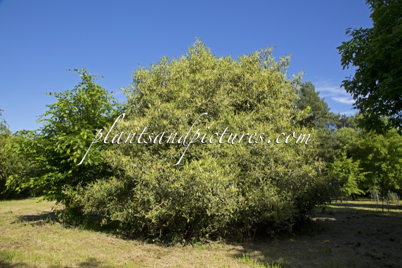 Prunus lusitanica ‘Variegata’