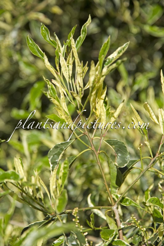 Prunus lusitanica ‘Variegata’