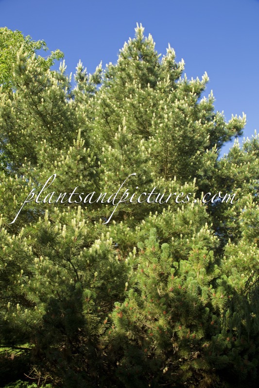 Pinus radiata ‘Marshwood’