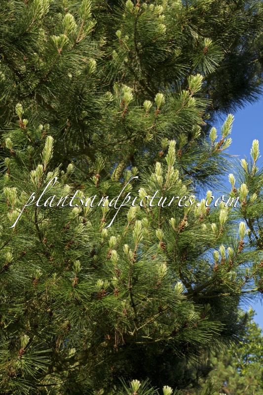 Pinus radiata ‘Marshwood’