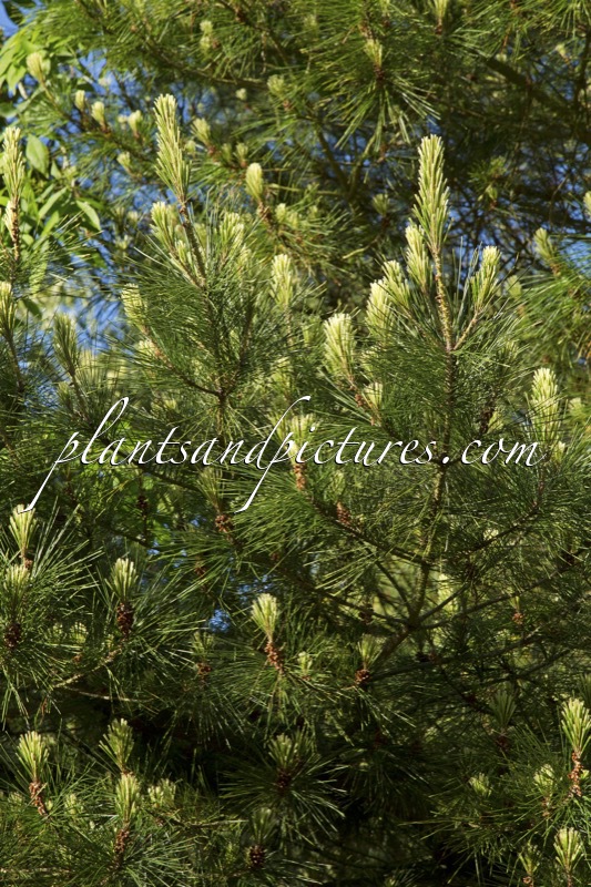 Pinus radiata ‘Marshwood’