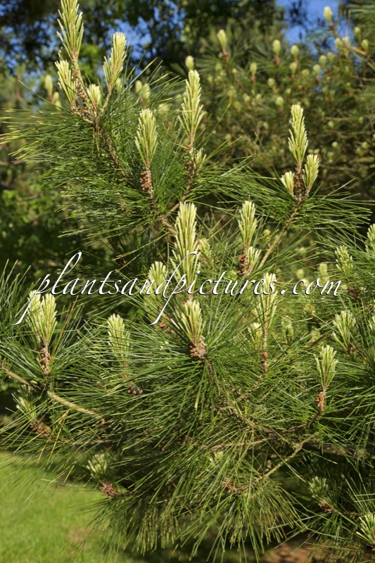 Pinus radiata ‘Marshwood’