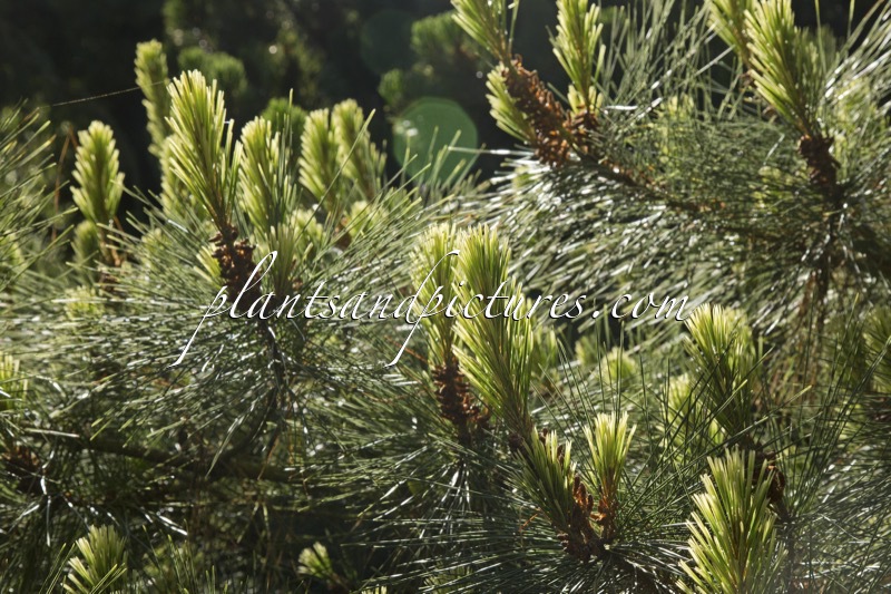 Pinus radiata ‘Marshwood’