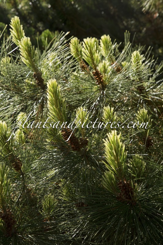 Pinus radiata ‘Marshwood’