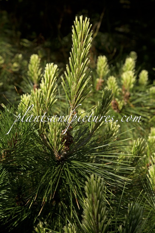 Pinus radiata ‘Marshwood’