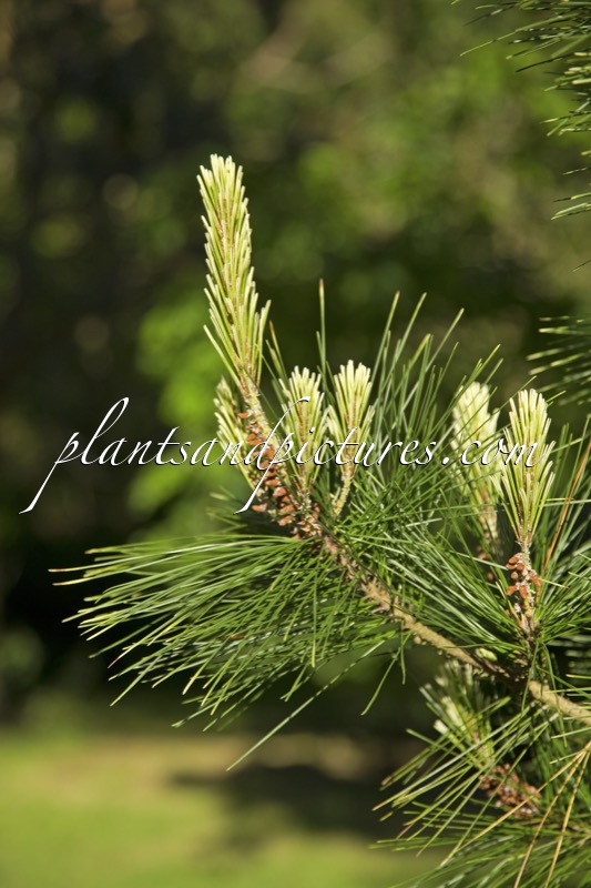 Pinus radiata ‘Marshwood’