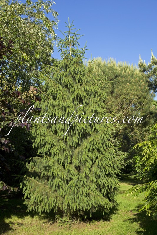 Picea smithiana