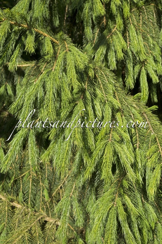 Picea smithiana