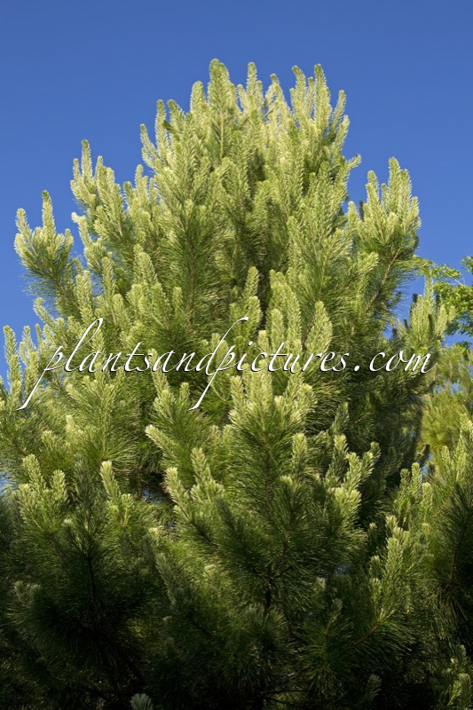 Pinus radiata ‘Liz’